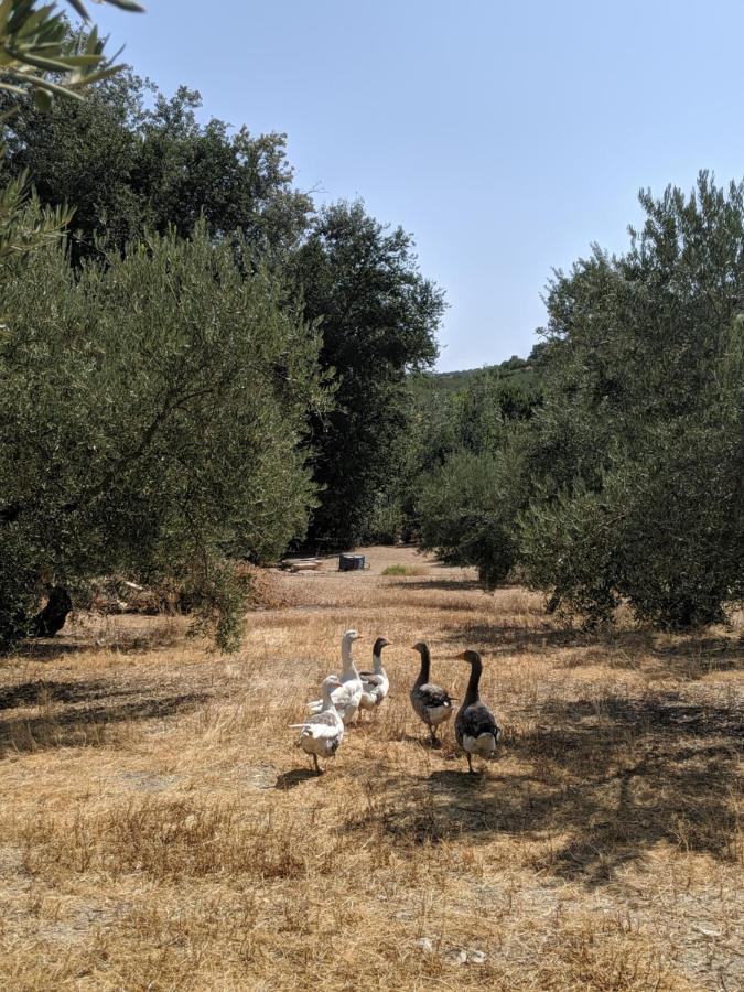 La Noguera De Baena